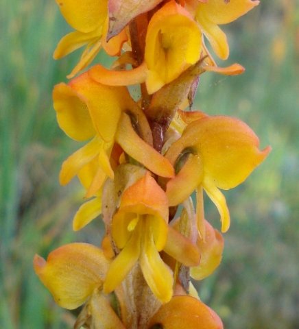 Satyrium coriifolium flower parts